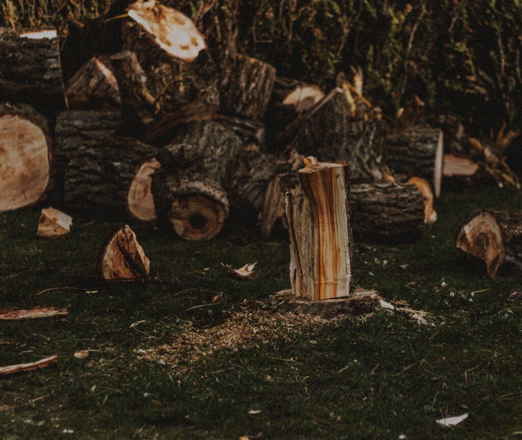 Home Heap of cut wood with dry and rugged bark on lawn with sawdust in daylight